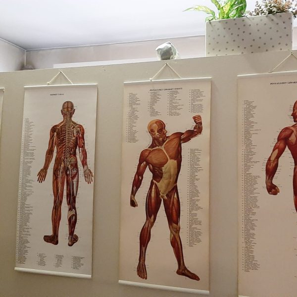 osteopatiapiste-lihastaulut