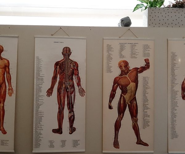 Osteopatiapiste lihastaulut
